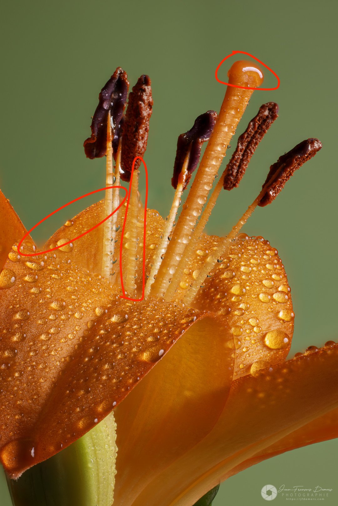 Image de fleur avec les erreurs