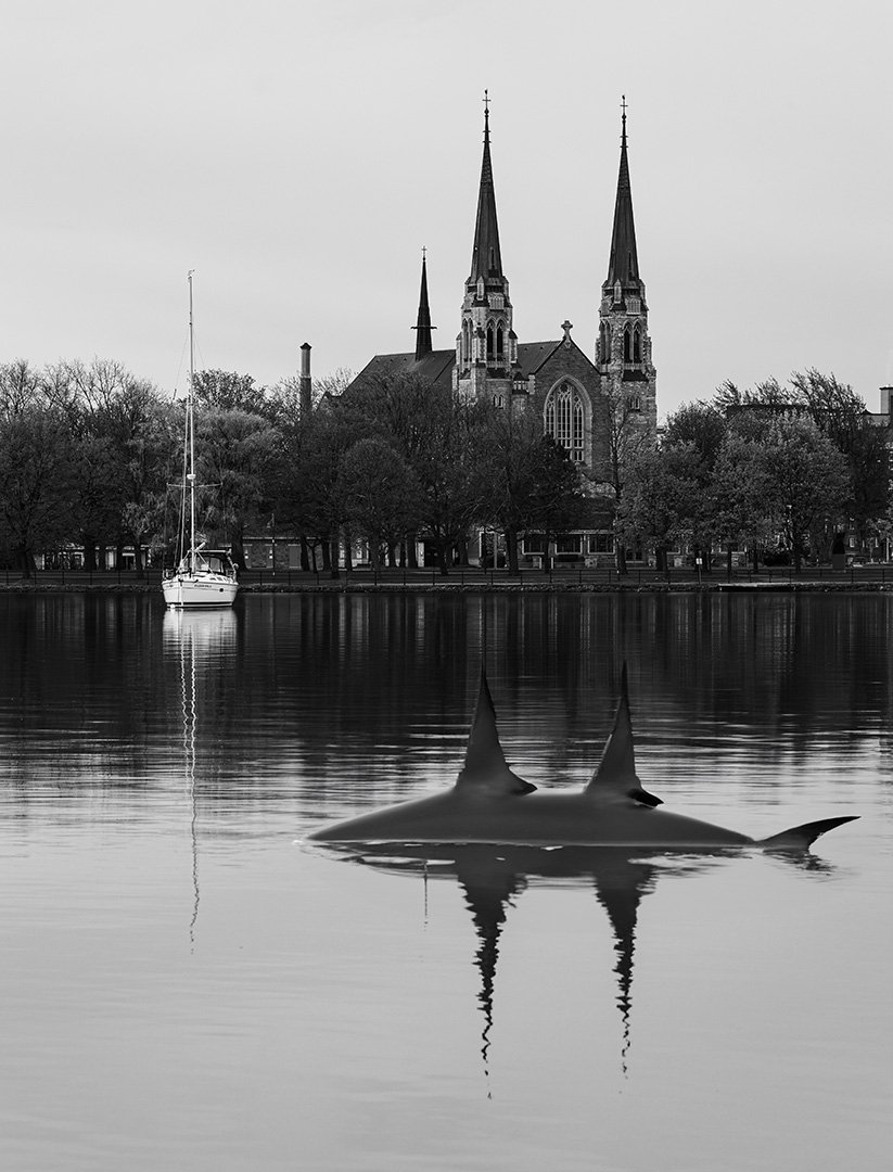 Requin blanc dans la baie St-François, générée par IA