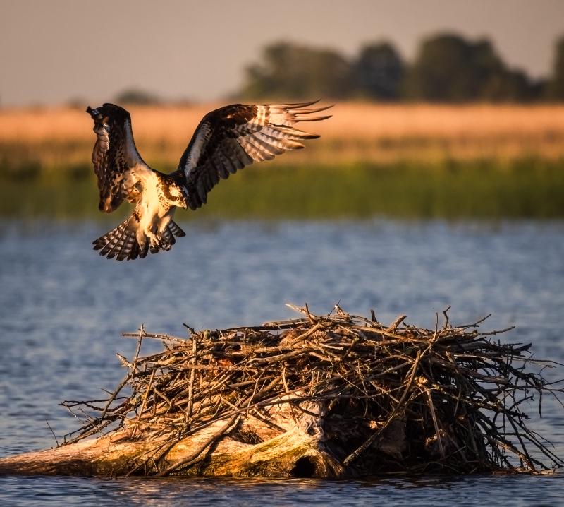 Lien vers Balbuzards lac St-François